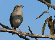 Bruant des savanes
