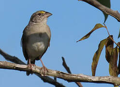 Bruant des savanes