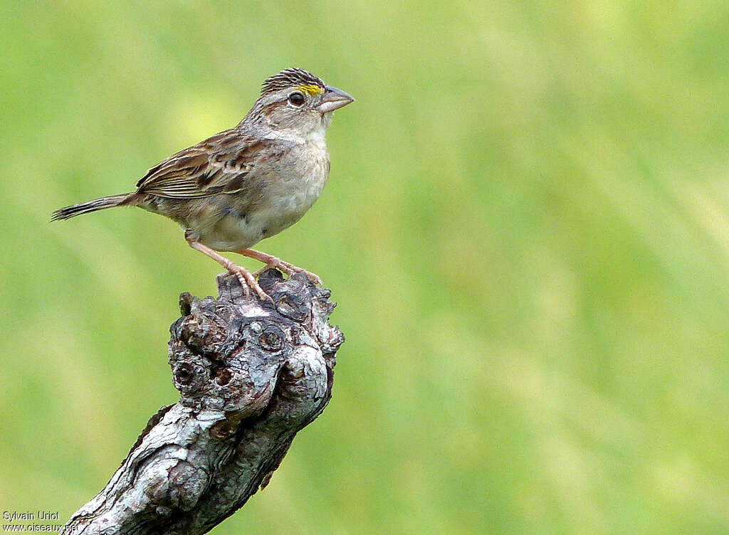 Bruant des savanesadulte, portrait