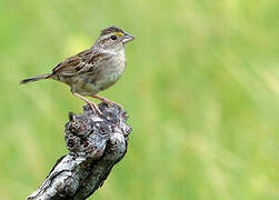 Bruant des savanes