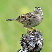 Bruant des savanes