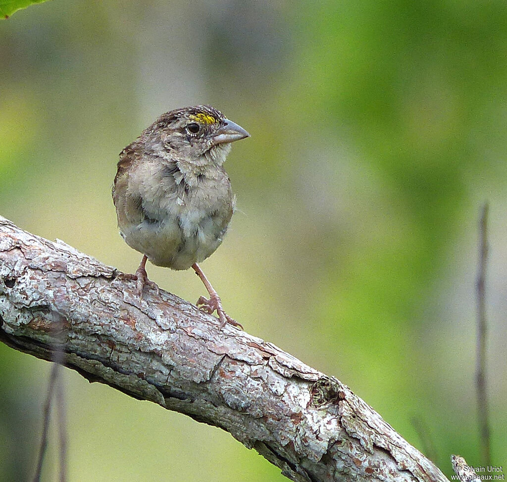 Bruant des savanes