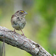 Grassland Sparrow