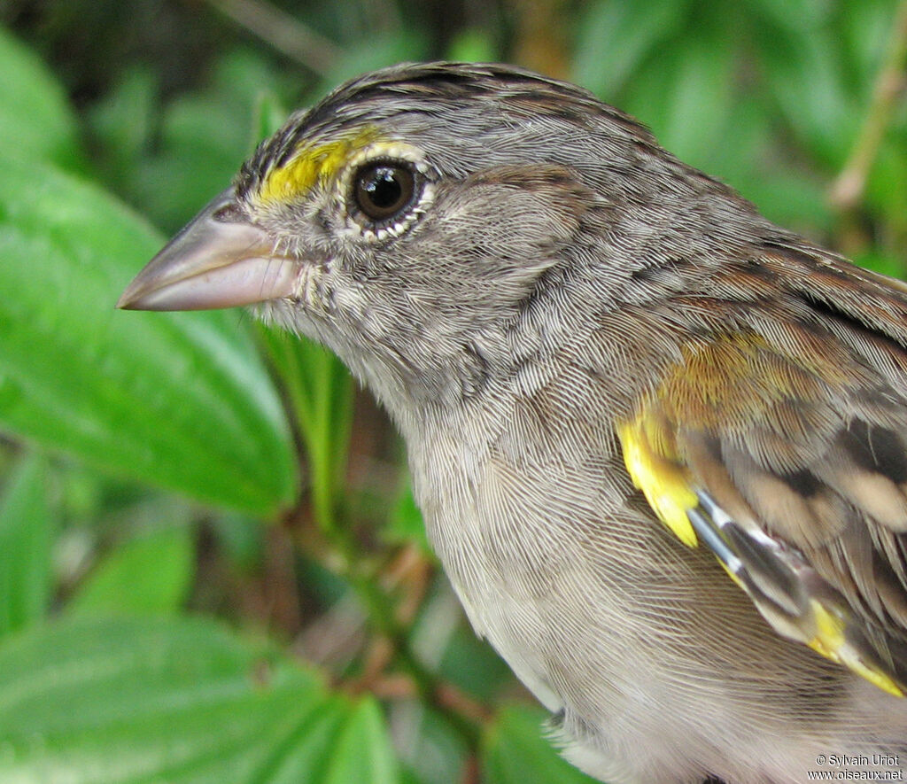 Grassland Sparrowadult