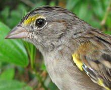 Grassland Sparrow