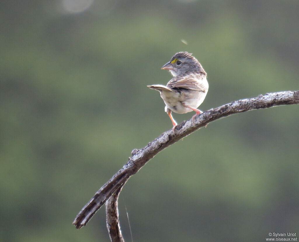 Grassland Sparrowadult