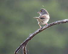 Grassland Sparrow