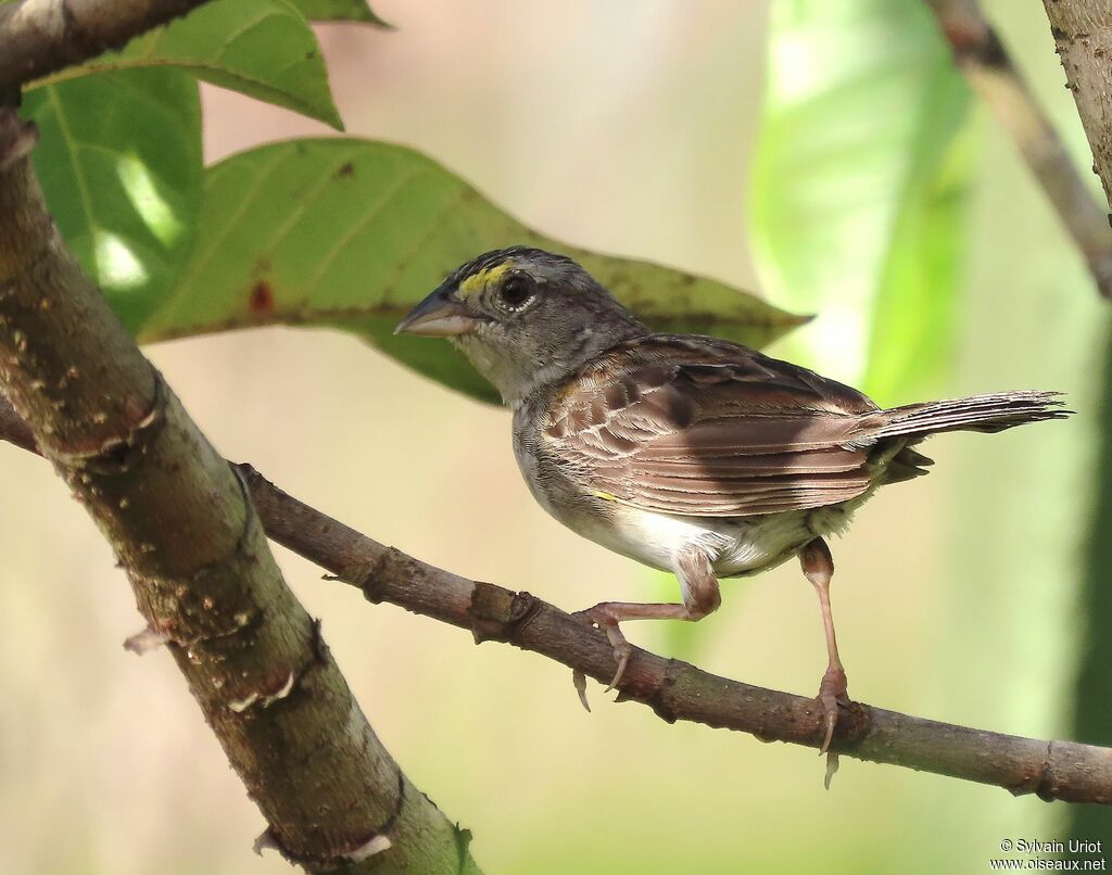 Grassland Sparrowadult