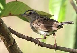 Grassland Sparrow