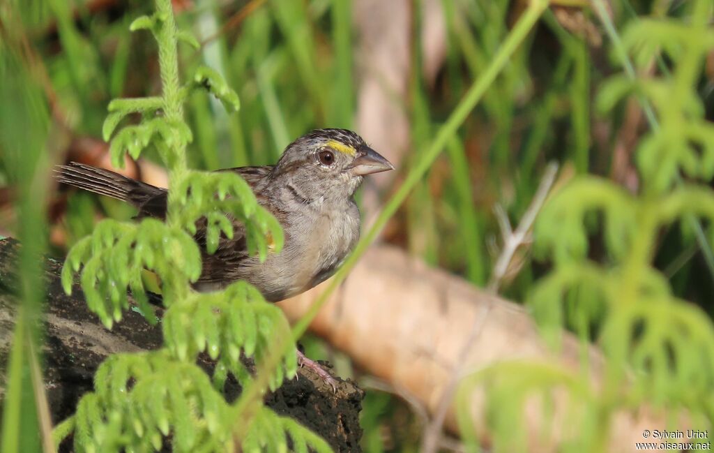 Grassland Sparrowadult