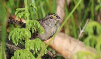 Bruant des savanes