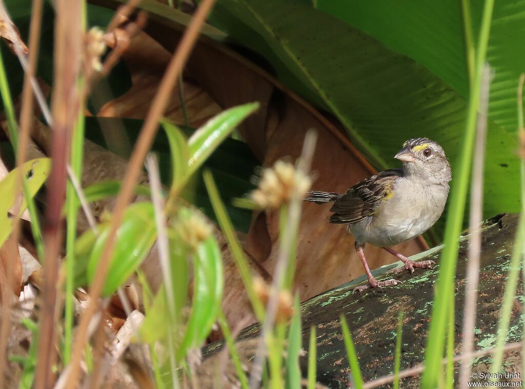 Grassland Sparrowadult