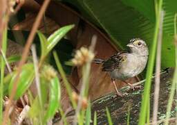 Grassland Sparrow