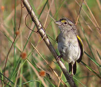 Bruant des savanes