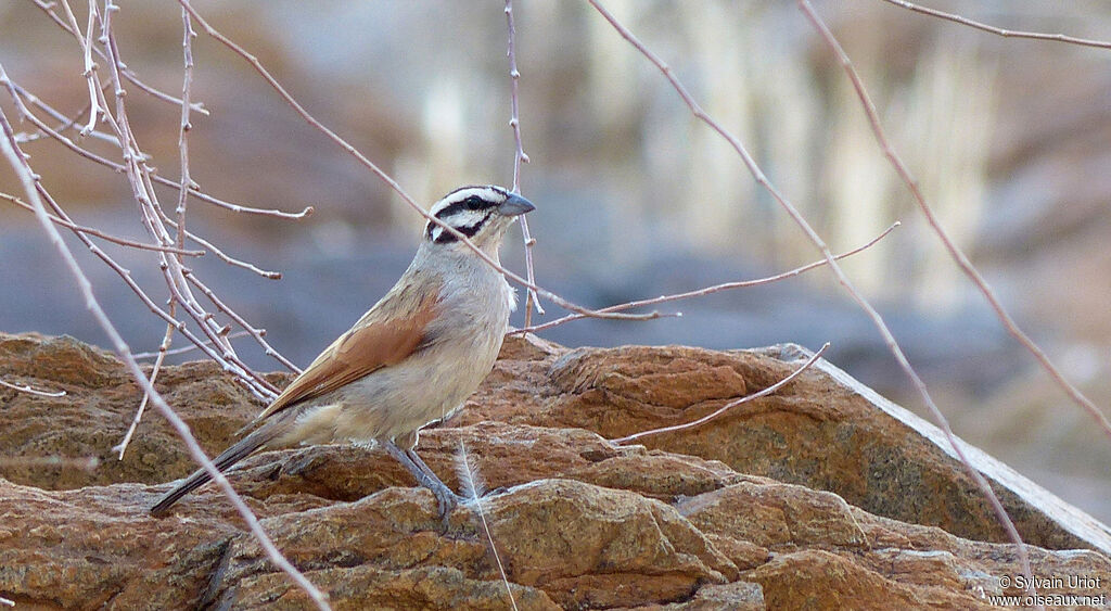 Cape Bunting