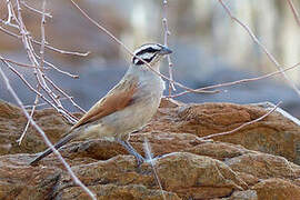 Cape Bunting