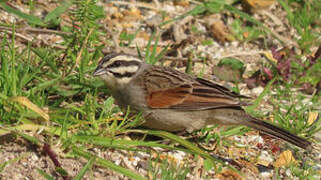 Cape Bunting