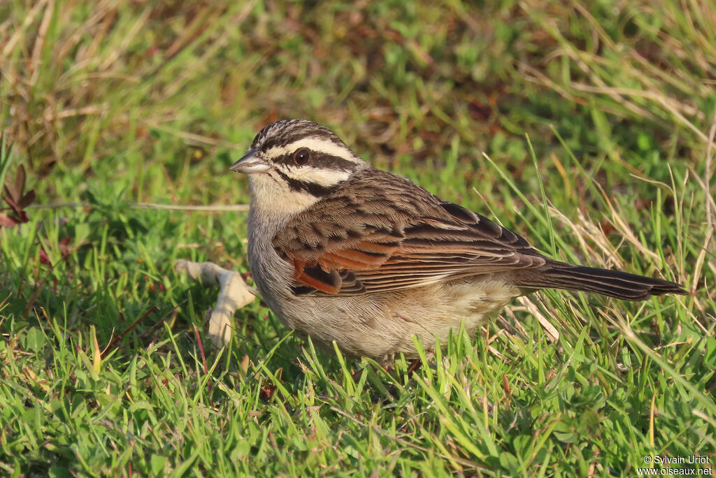 Bruant du Capadulte