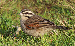 Cape Bunting