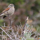 Bruant du Cap