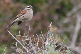 Cape Bunting