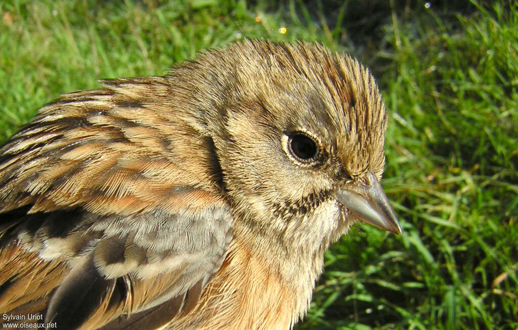 Rock Bunting female juvenile, close-up portrait