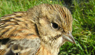 Rock Bunting