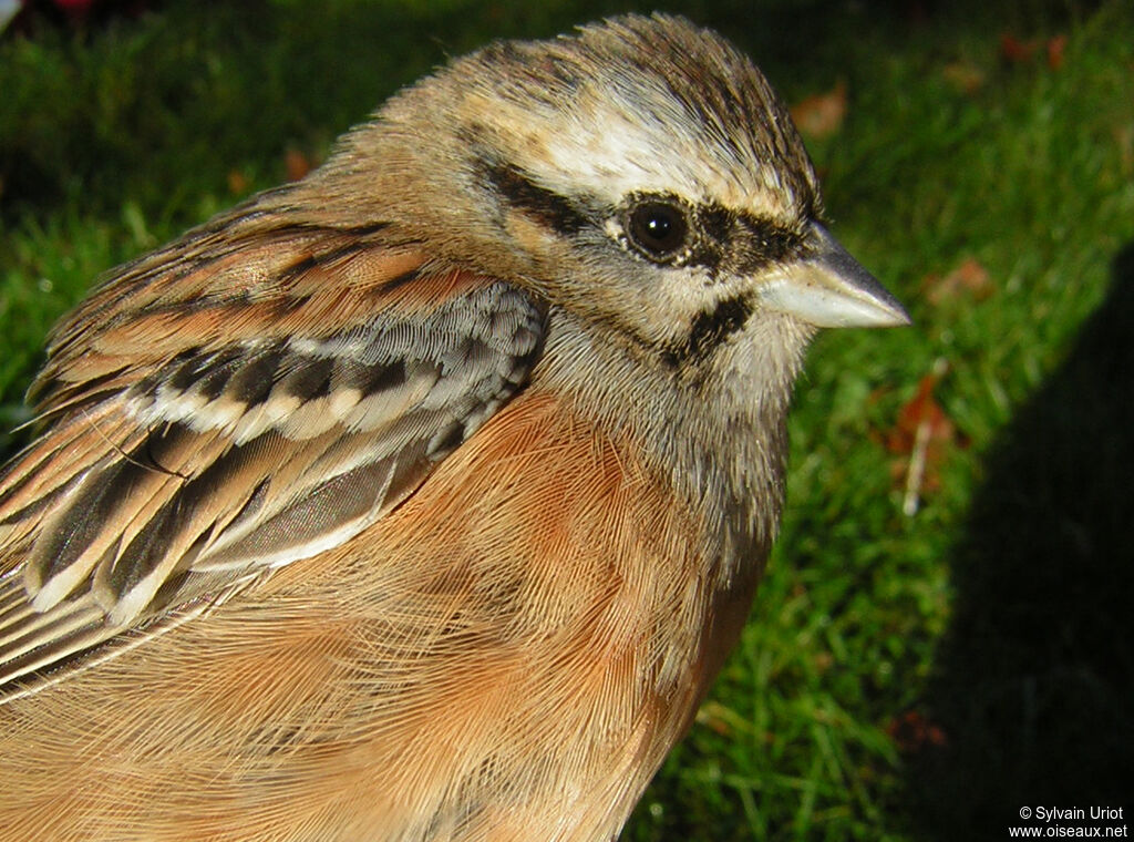 Rock Bunting male adult post breeding, close-up portrait