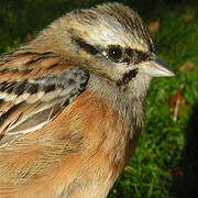 Rock Bunting