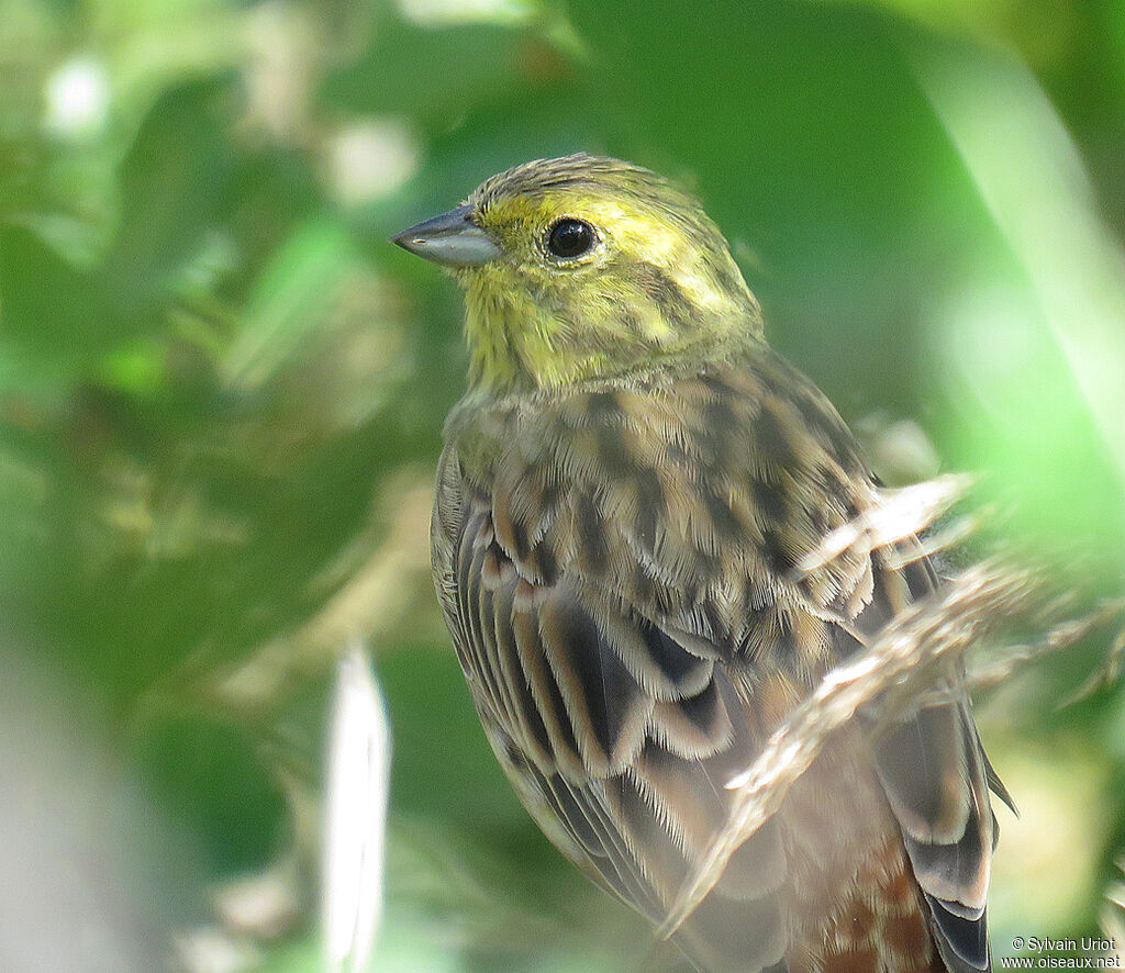 Yellowhammer male adult