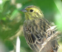 Yellowhammer