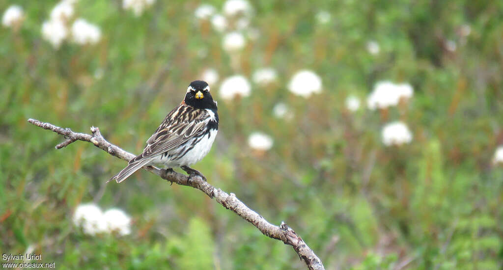 Lapland Longspur male adult breeding, pigmentation