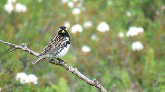 Lapland Longspur