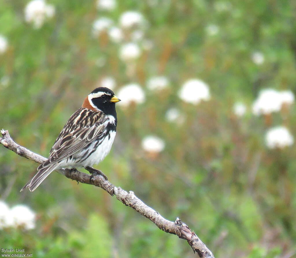 Bruant lapon mâle adulte nuptial, identification