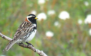 Lapland Longspur