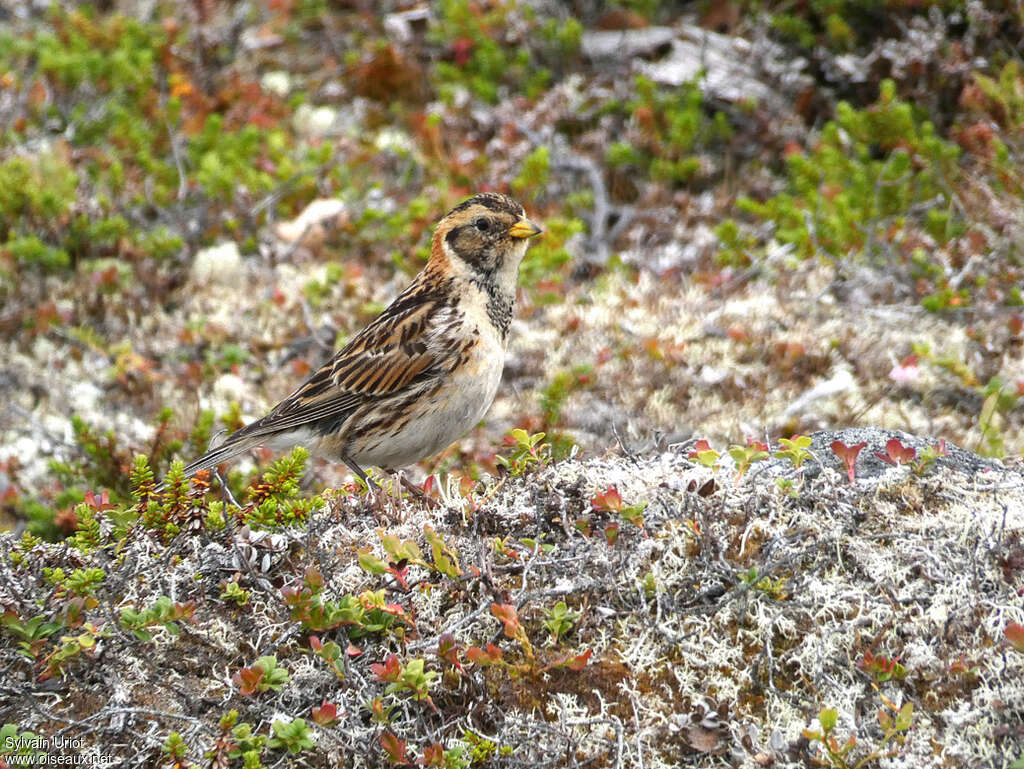 Lapland Longspur female adult breeding, identification