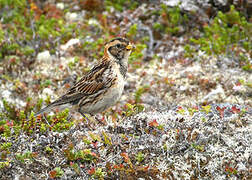 Lapland Longspur