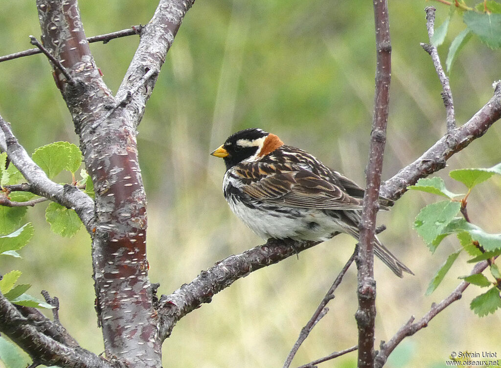 Bruant lapon mâle adulte