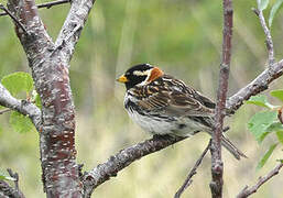 Lapland Longspur