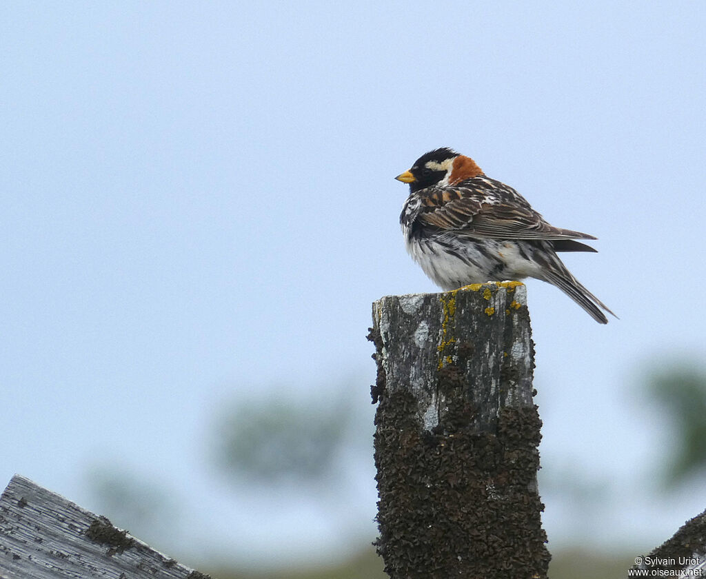 Lapland Longspur male adult