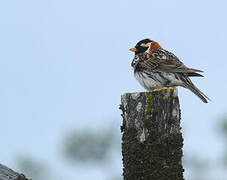 Lapland Longspur