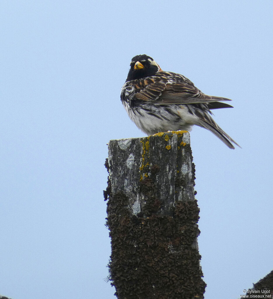 Lapland Longspur male adult