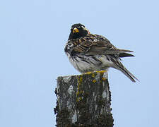 Lapland Longspur