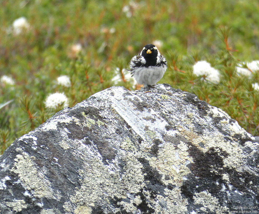 Lapland Longspur male adult