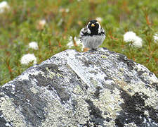 Lapland Longspur