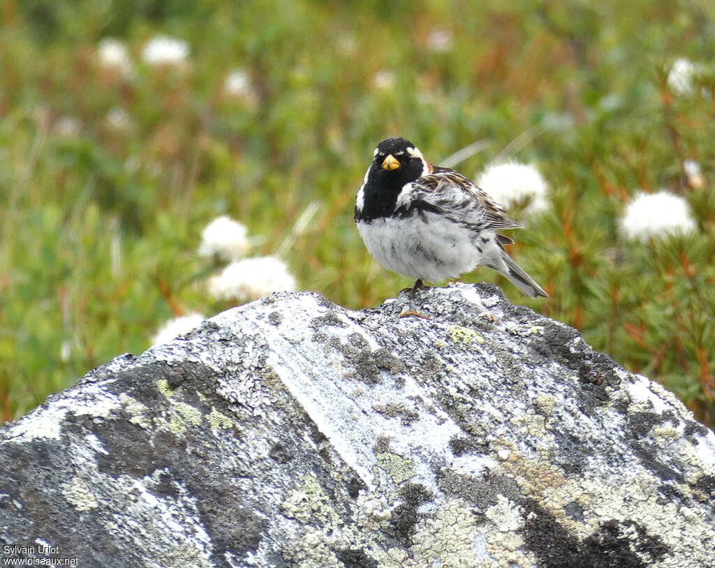 Lapland Longspur male adult breeding, habitat, pigmentation