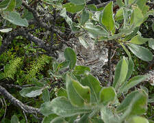 Lapland Longspur