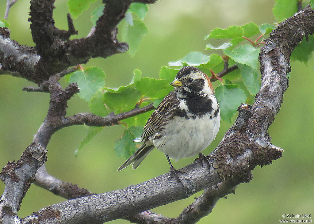 Lapland Longspur male adult post breeding