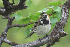 Lapland Longspur