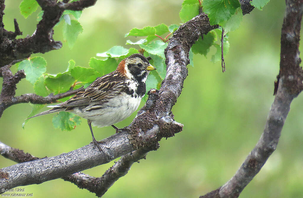 Lapland Longspur female adult breeding, identification